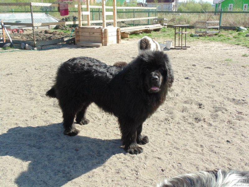 Фото: ньюфаундленд Супер Премиум Улар