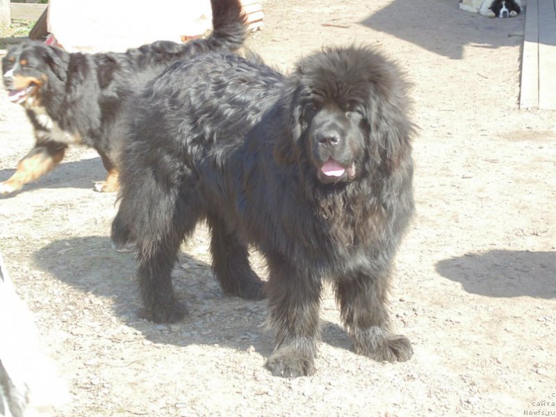 Фото: ньюфаундленд Супер Премиум Улар