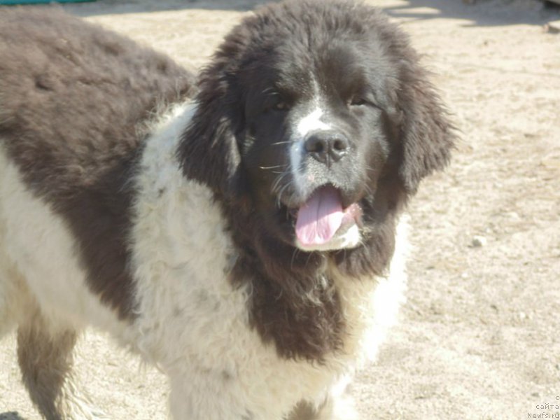 Фото: ньюфаундленд Баффи от Карельских Медведей