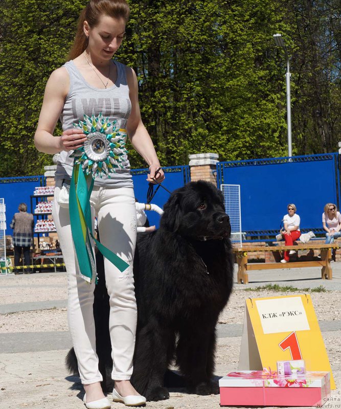 Фото: ньюфаундленд Старбимовлав Демофонт