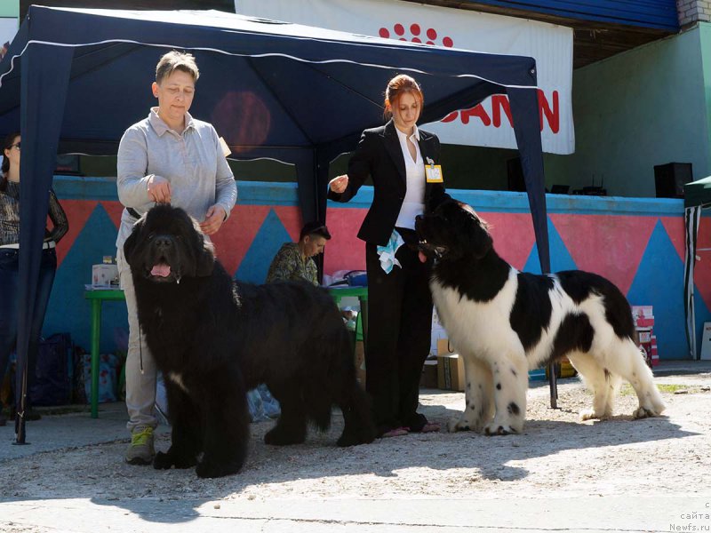 Фото: ньюфаундленд Бридж Овер Траблд Ривер (Bridge Over Troubled River), ньюфаундленд Супер Бизон Маэстро (Super Bizon Maestro)