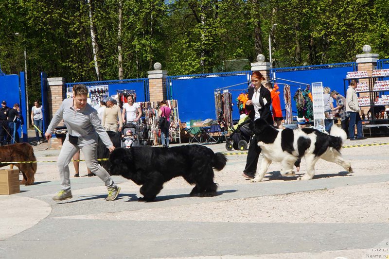 Фото: ньюфаундленд Бридж Овер Траблд Ривер (Bridge Over Troubled River), ньюфаундленд Супер Бизон Маэстро (Super Bizon Maestro)