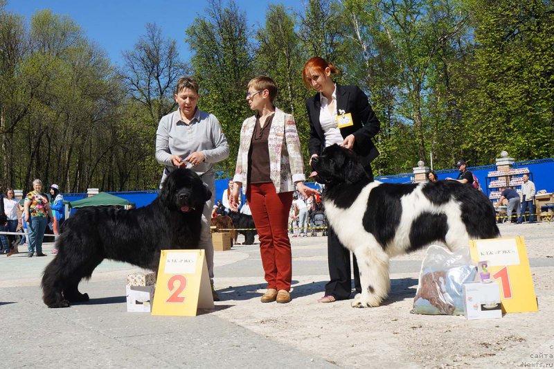 Фото: ньюфаундленд Бридж Овер Траблд Ривер (Bridge Over Troubled River), ньюфаундленд Супер Бизон Маэстро (Super Bizon Maestro)