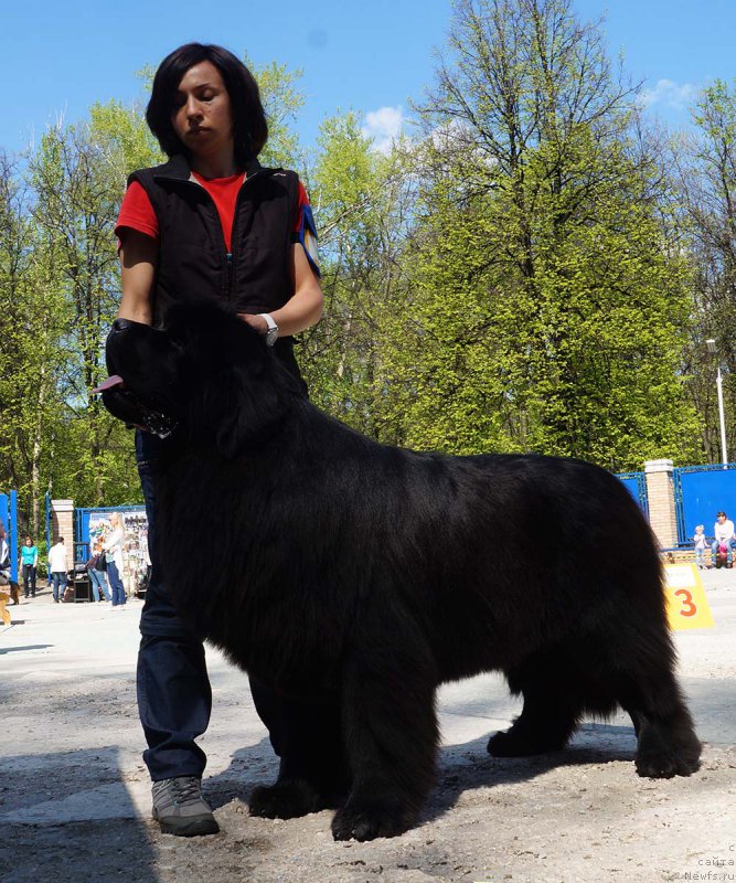 Фото: ньюфаундленд Акватория Келвин Ювентус (Aquatoriya Kelvin Yuventus)