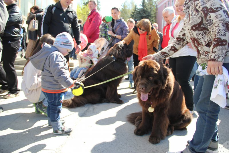 Фото: ньюфаундленд Обуш Шед Янтарный Поцелуй, ньюфаундленд Ньюфорт Ваше Величество Брабус