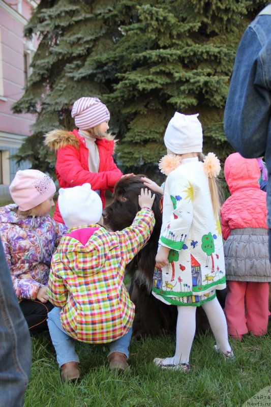 Фото: ньюфаундленд Обуш Шед Янтарный Поцелуй