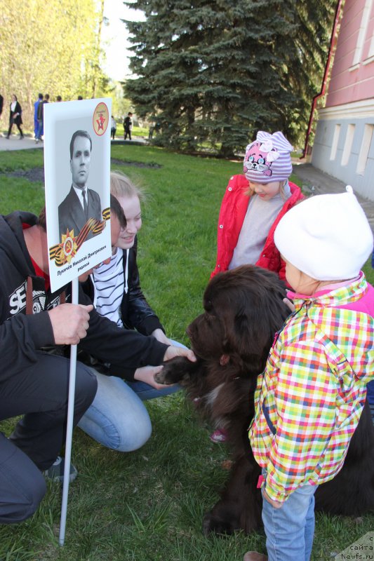 Фото: ньюфаундленд Обуш Шед Янтарный Поцелуй