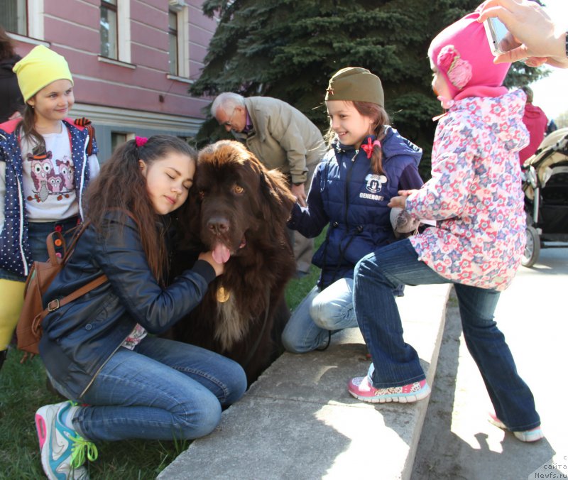 Фото: ньюфаундленд Обуш Шед Янтарный Поцелуй