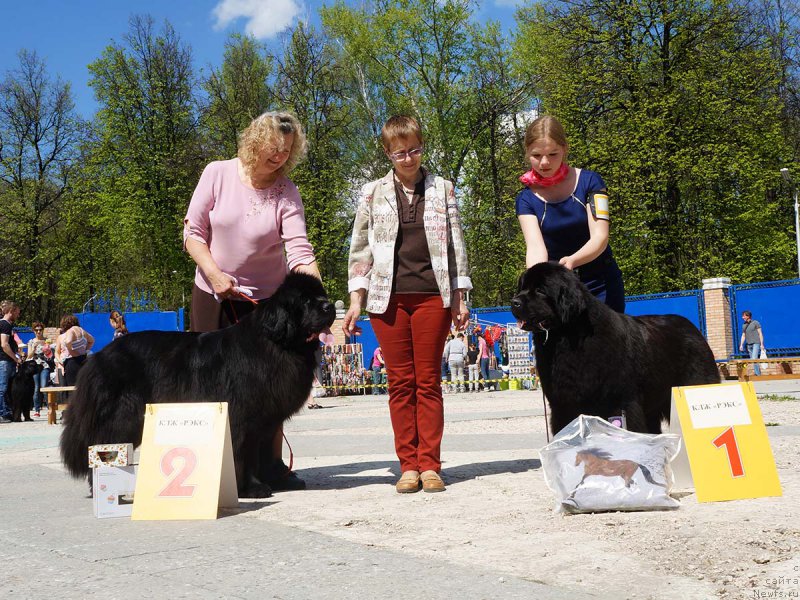 Фото: ньюфаундленд Бегущая по Волнам Ас Гоод Ас Ит Гетс, ньюфаундленд Вперед Зовущая с Берега Дона (Vpered Zovuschaya s Berega Dona)