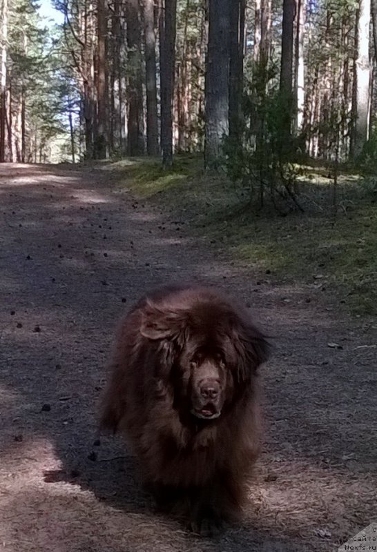 Фото: ньюфаундленд Sandra