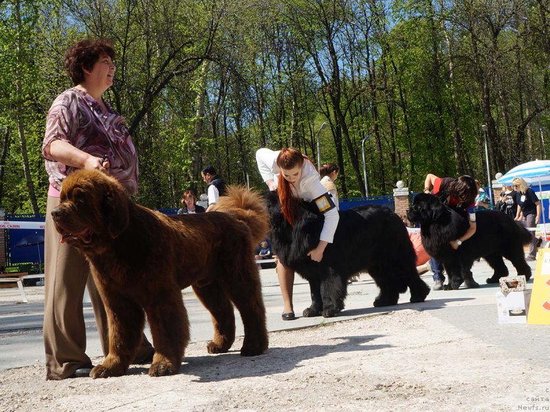 Фото: ньюфаундленд Чарли Де Бест Хелфи Пэл (Charli The Best Helfi Pel), ньюфаундленд Черная Мафия Муч Соугхт (Chernaya Mafia Much Sought), ньюфаундленд Акватория Келвин Ювентус (Aquatoriya Kelvin Yuventus)