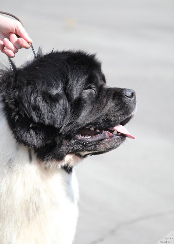 Фотография № 206879