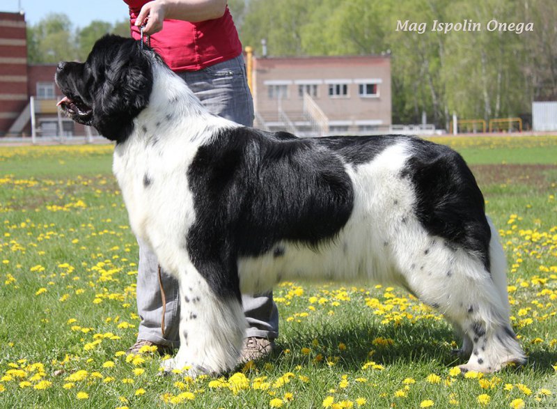 Фотография № 206881