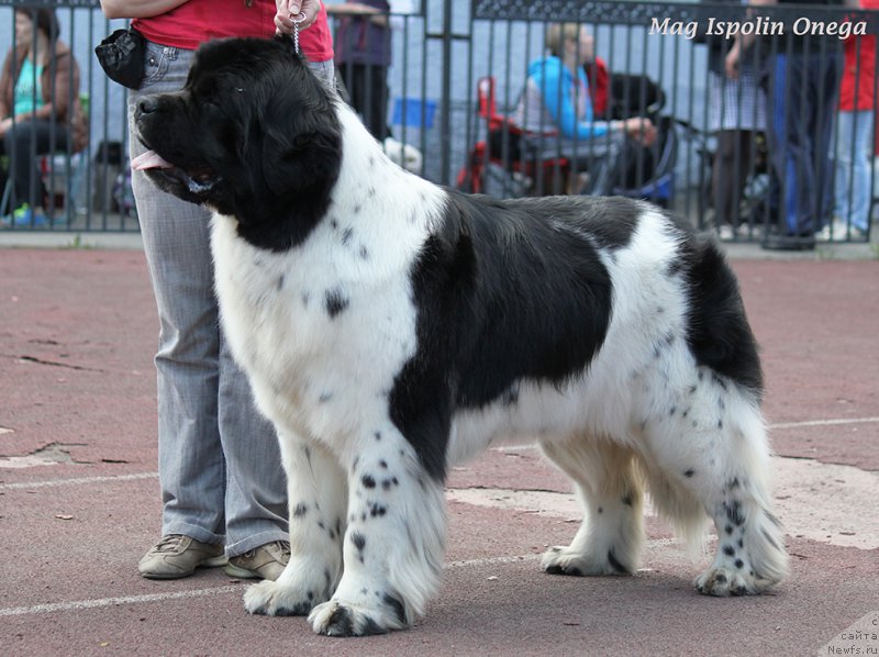 Фотография № 206882