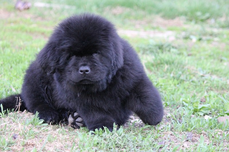 Фото: ньюфаундленд Терра Виктория Булава Богатыря