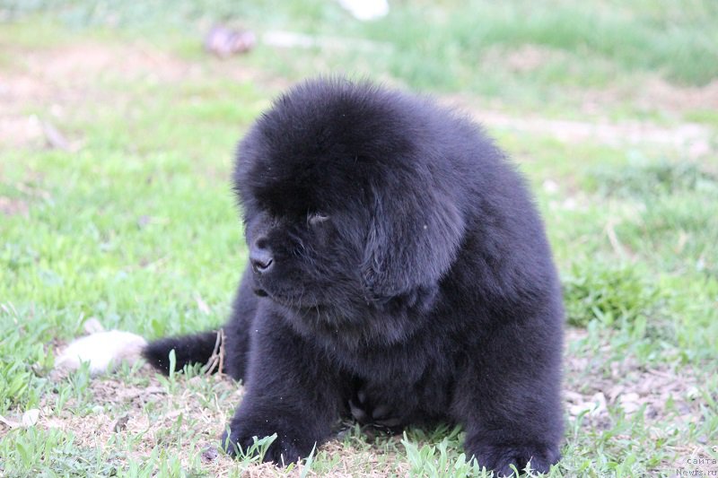 Фото: ньюфаундленд Терра Виктория Булава Богатыря