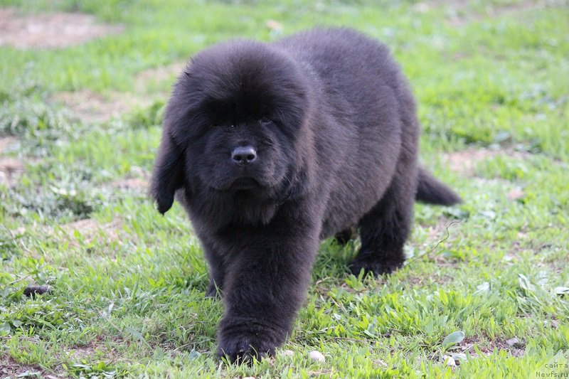 Фотография № 206888