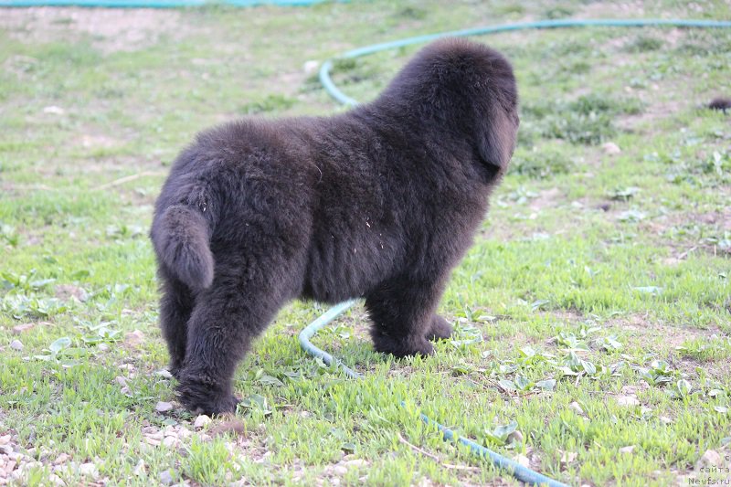 Фото: ньюфаундленд Терра Виктория Булава Богатыря