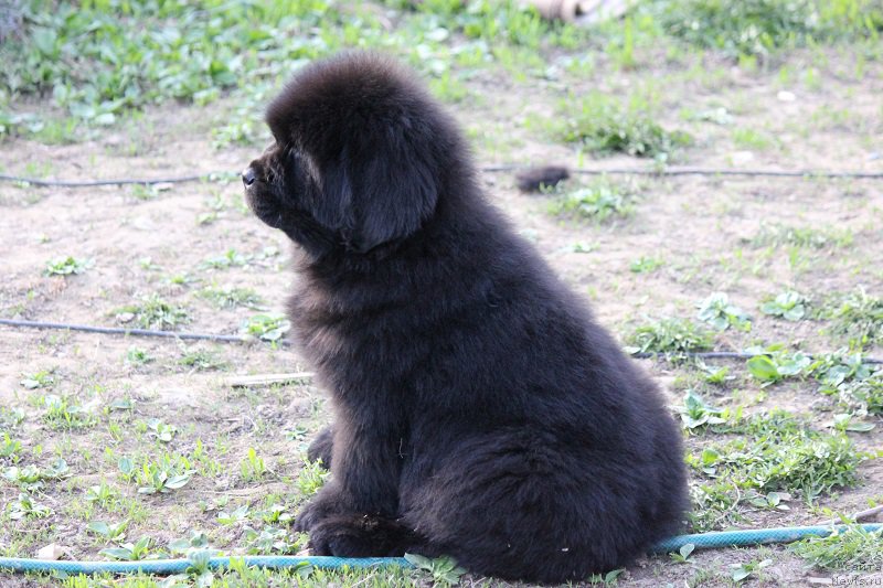 Фотография № 206891