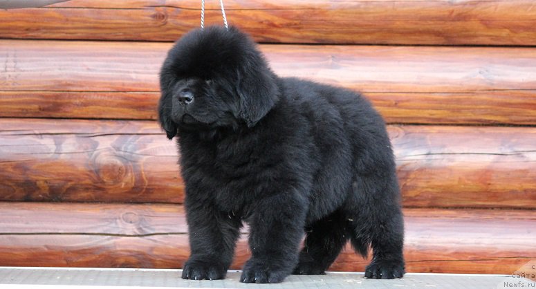 Фотография № 206892