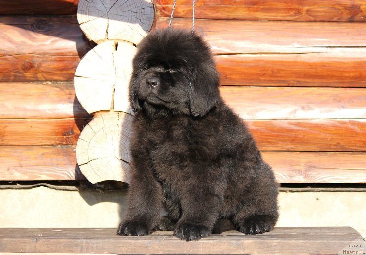 Фотография № 206894