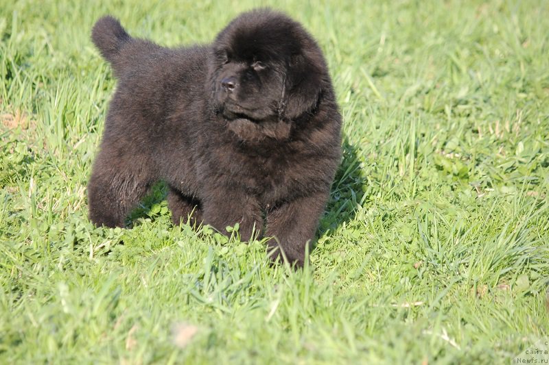 Фотография № 206895