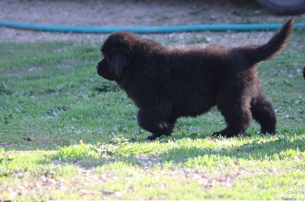 Фотография № 206897