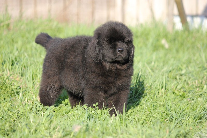 Фото: ньюфаундленд Терра Виктория Блэк Мэджик