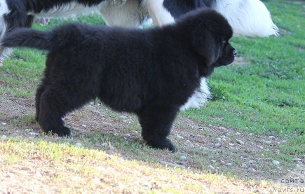 Фотография № 206899