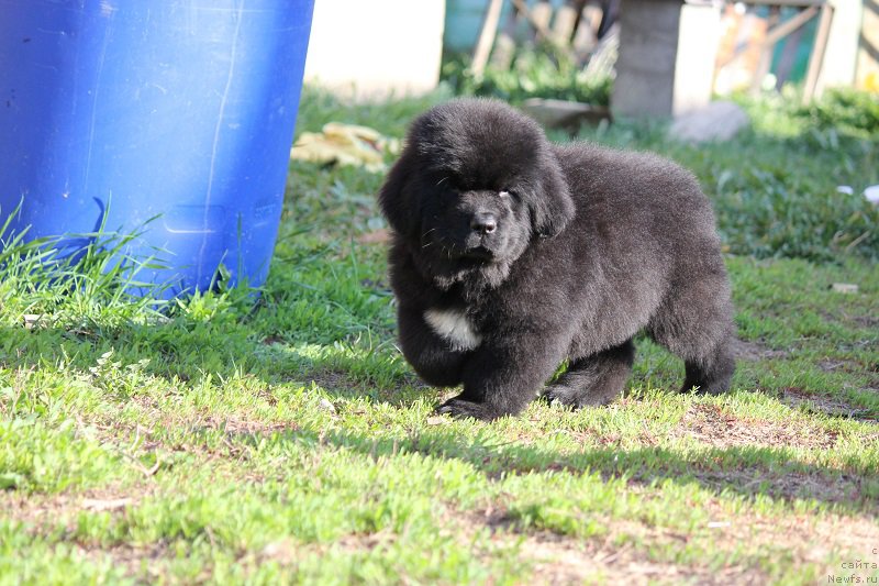 Фото: ньюфаундленд Терра Виктория Блю Дрим