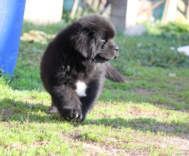 Фотография № 206902