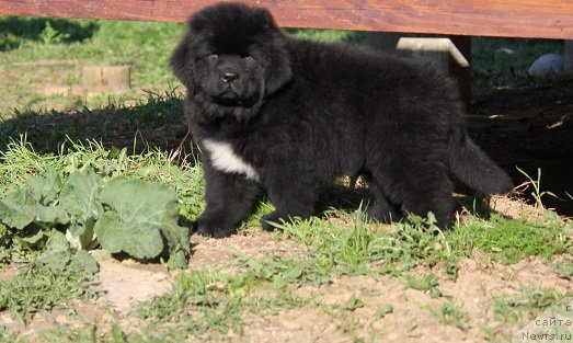 Фотография № 206903