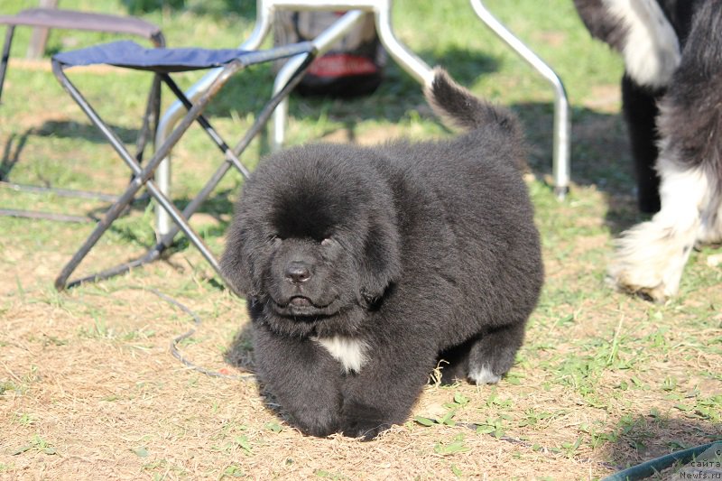 Фотография № 206906