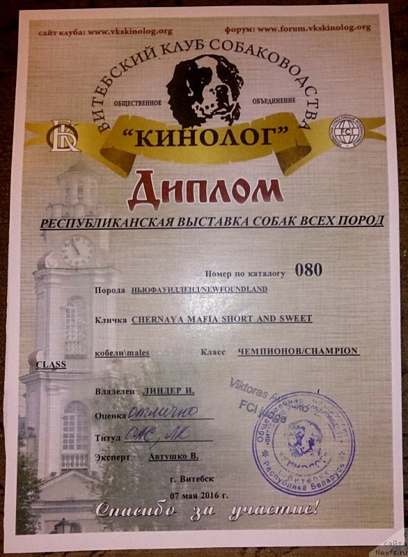 Фото: ньюфаундленд Черная Мафия Шорт анд Свеет (Chernaya Mafia Short and Sweet)
