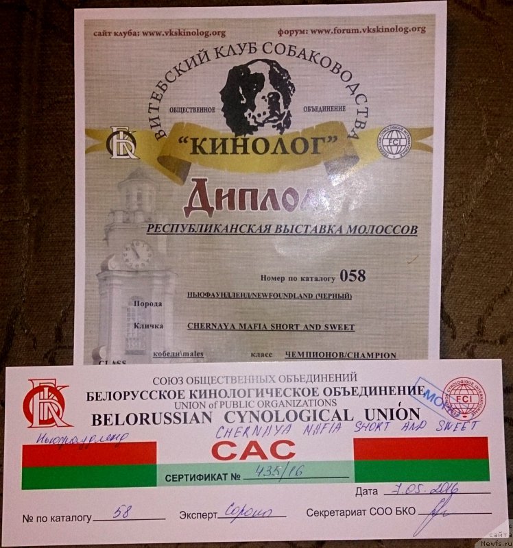 Фото: ньюфаундленд Черная Мафия Шорт анд Свеет (Chernaya Mafia Short and Sweet)