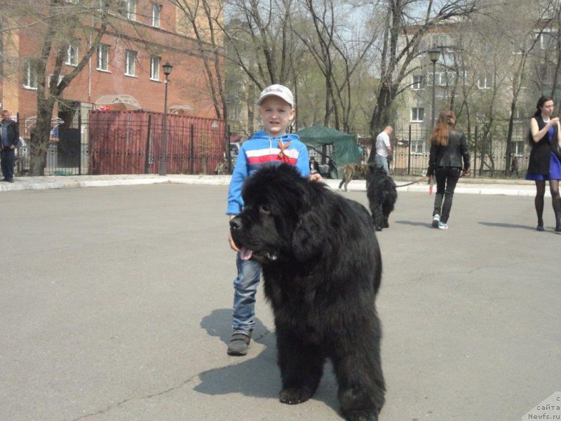 Фото: ньюфаундленд Родамир Вялiкi Мядзведзь (Rodamir Vialiki Miadzvedz)