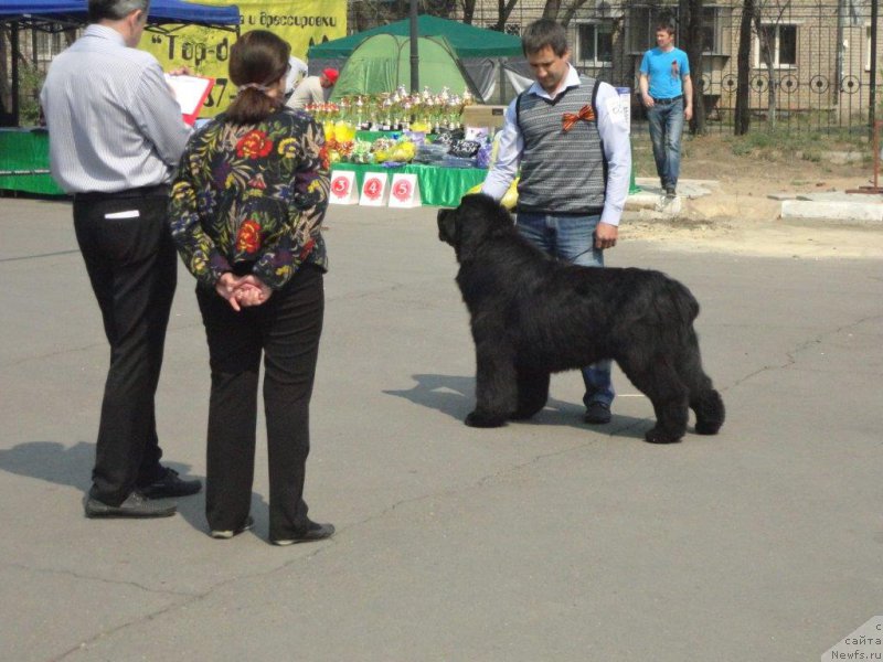 Фото: ньюфаундленд Родамир Вялiкi Мядзведзь (Rodamir Vialiki Miadzvedz)