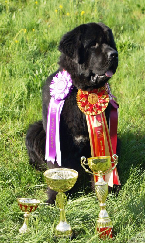 Фото: ньюфаундленд Бегущая по Волнам Вицерой (Beguschaya po Volnam Viceroy)