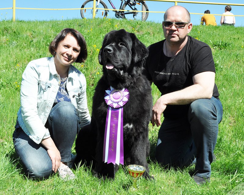 Фото: ньюфаундленд Бегущая по Волнам Вицерой (Beguschaya po Volnam Viceroy), Елена Снигерева
