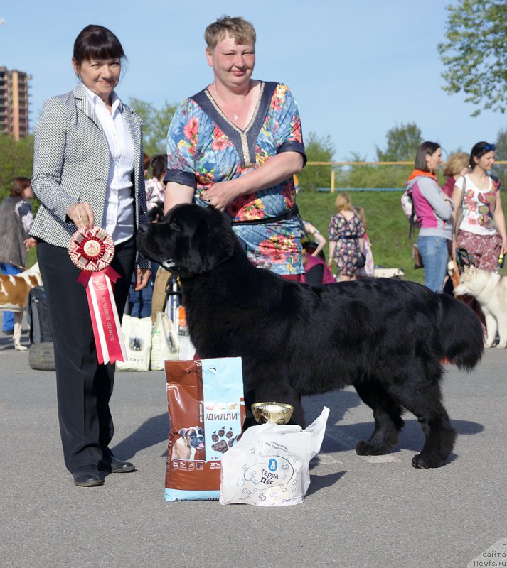 Фото: ньюфаундленд Бегущая по Волнам Вицерой (Beguschaya po Volnam Viceroy)