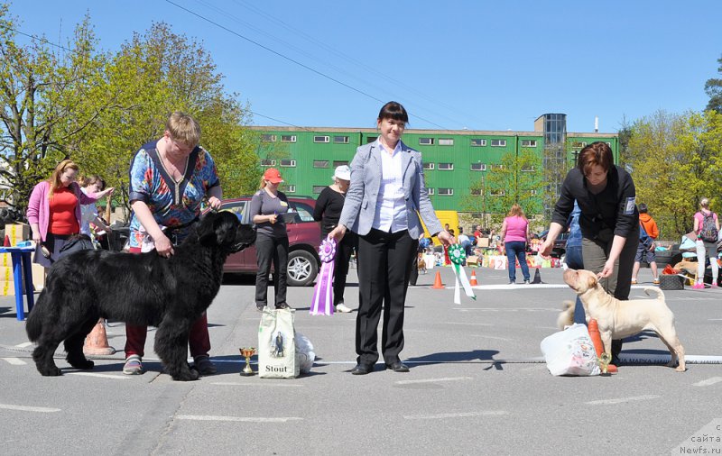 Фото: ньюфаундленд Бегущая по Волнам Вицерой (Beguschaya po Volnam Viceroy)