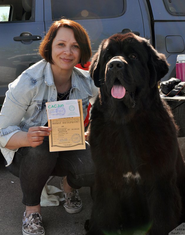 Фото: ньюфаундленд Бегущая по Волнам Вицерой (Beguschaya po Volnam Viceroy), Елена Снигерева