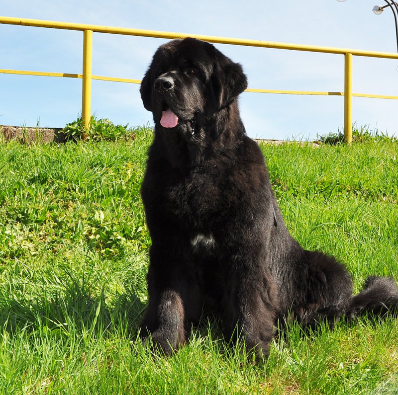 Фото: ньюфаундленд Бегущая по Волнам Вицерой (Beguschaya po Volnam Viceroy)