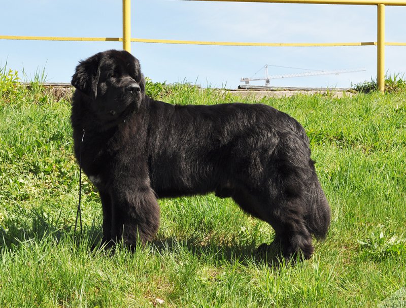 Фото: ньюфаундленд Бегущая по Волнам Вицерой (Beguschaya po Volnam Viceroy)