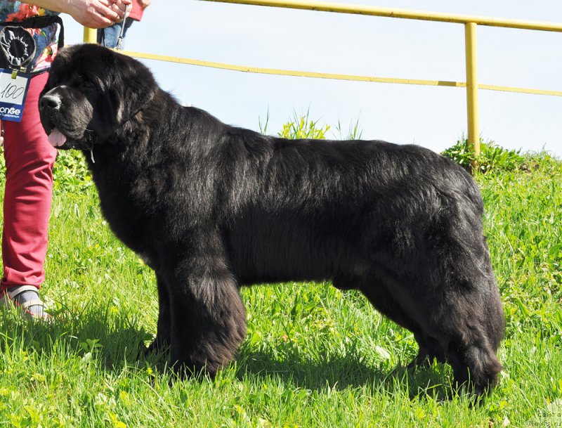 Фото: ньюфаундленд Бегущая по Волнам Вицерой (Beguschaya po Volnam Viceroy)