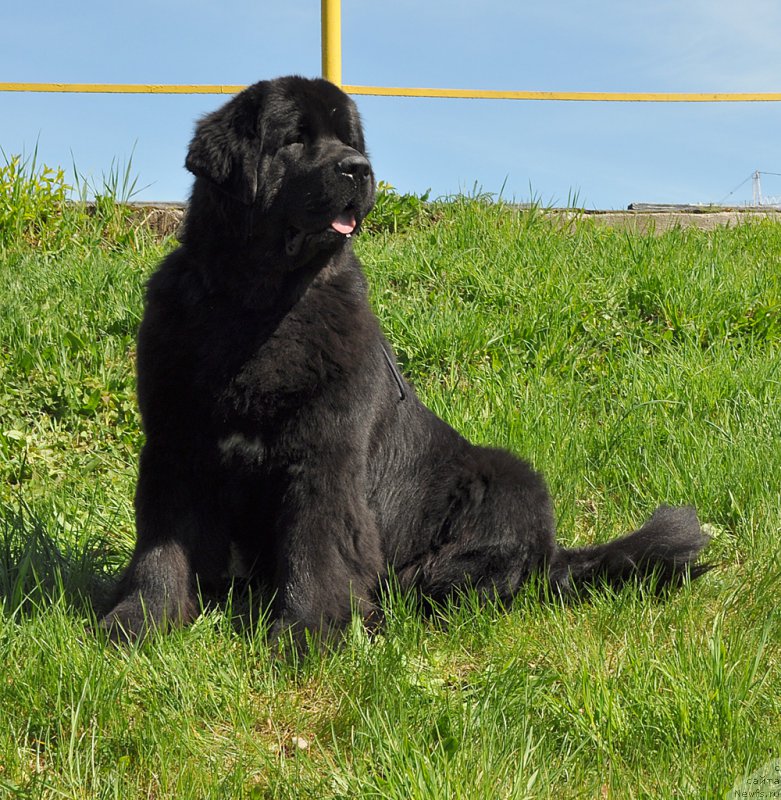 Фото: ньюфаундленд Бегущая по Волнам Вицерой (Beguschaya po Volnam Viceroy)