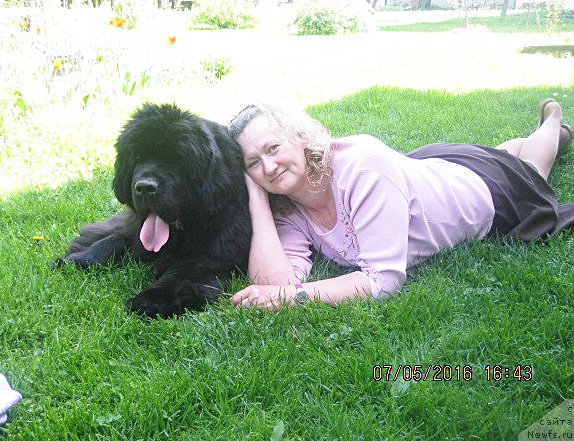 Фото: ньюфаундленд Бегущая по Волнам Ас Гоод Ас Ит Гетс