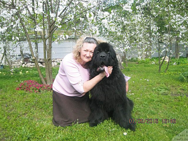 Фото: ньюфаундленд Бегущая по Волнам Ас Гоод Ас Ит Гетс