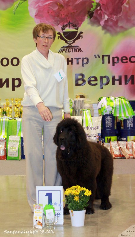 Фото: ньюфаундленд Брифт Стар Ниваго