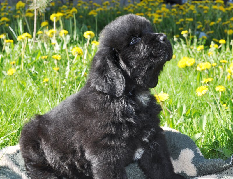 Фотография № 206939